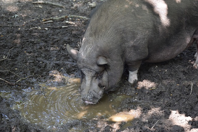 洛杉矶快船 洛杉矶快船